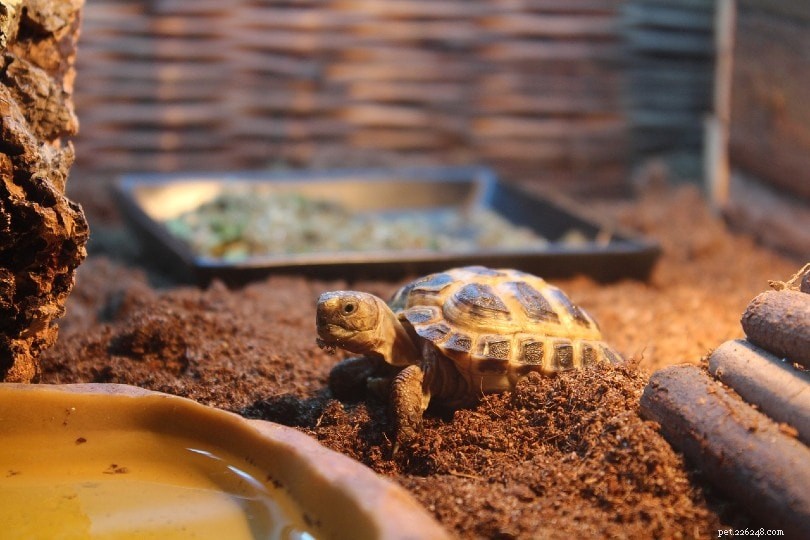 Waarom probeert mijn schildpad steeds uit zijn tank te klimmen?