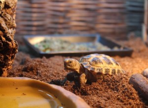 Pourquoi ma tortue continue-t-elle d essayer de sortir de son réservoir ?