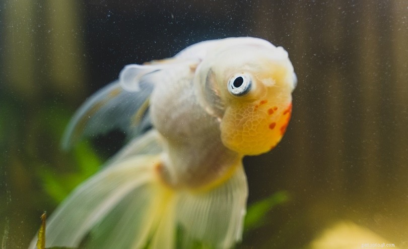 Nemoc močového měchýře zlaté rybky:Příznaky, léčba a prevence