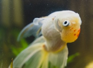 Goldfish Swim Bladder Disease:symptomen, behandeling en preventie