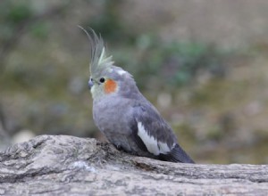 Hoe zorg je voor baby-valkparkieten