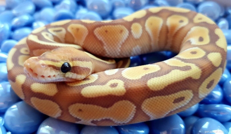 Morph Python de menor bola