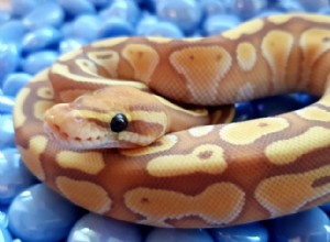 Morph Python de menor bola