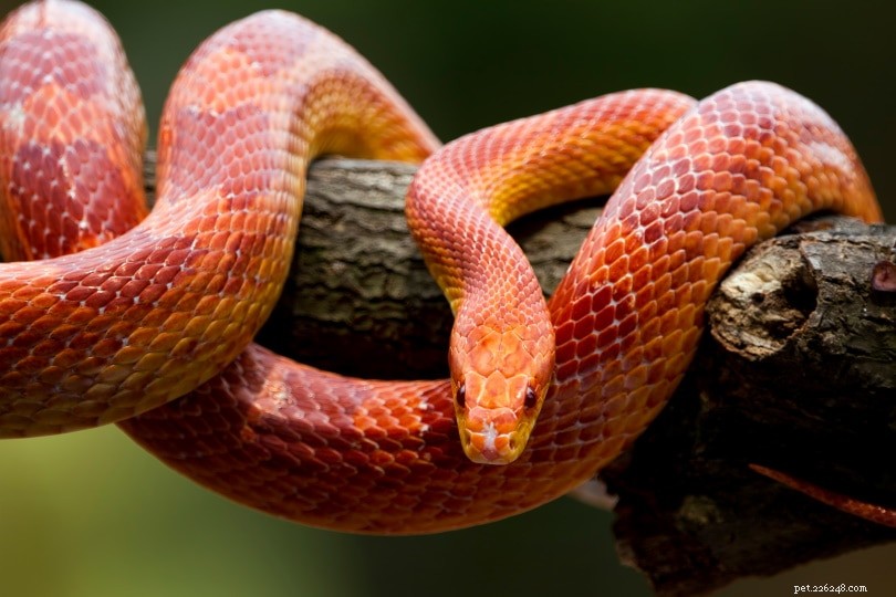 Serpent des blés rouge