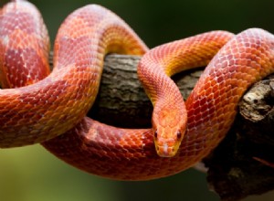 Red kukuřičný had