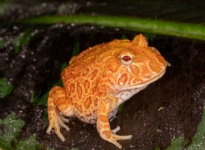 Grenouille Pacman aux fraises