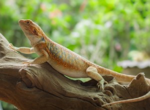 Leatherback Bearded Dragon