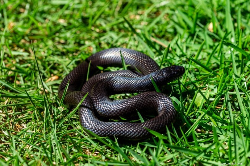 mexický černý královský had