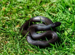 Cobra-real negra mexicana