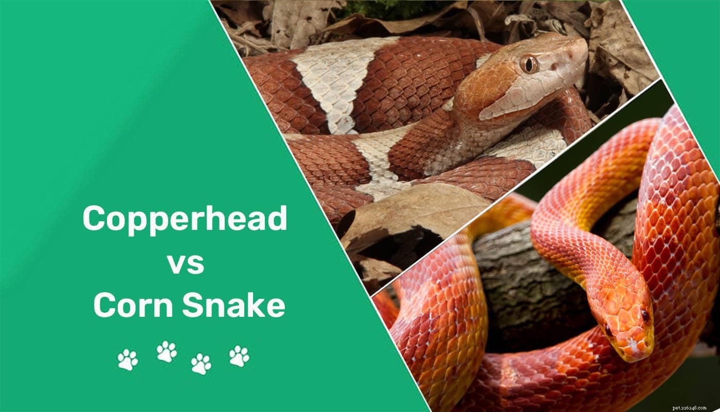 Corn Snake 대 Copperhead:차이점은 무엇입니까?