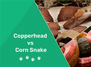 Corn Snake 대 Copperhead:차이점은 무엇입니까?