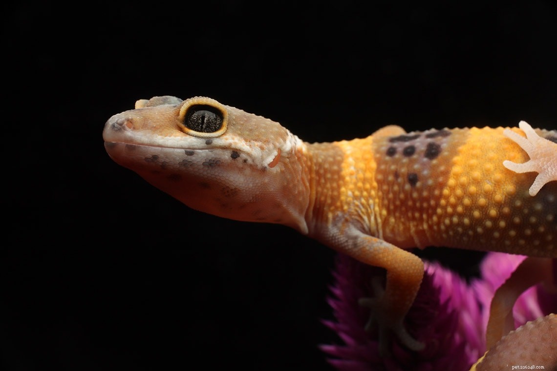 Мандариновый леопардовый геккон