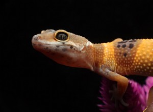 Gecko léopard mandarine