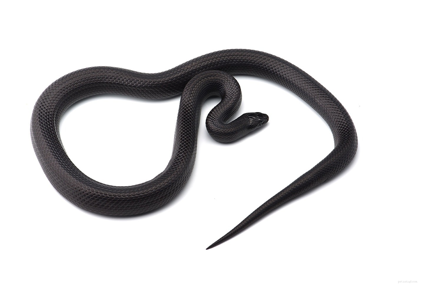 Черная молочная змея