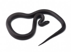 ブラックミルクヘビ 