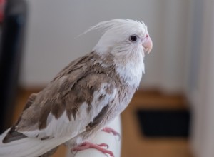 Cacatua-de-cara-branca