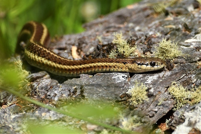 O que as cobras-liga comem na natureza e como animais de estimação?