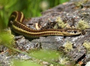 가터뱀은 야생에서 애완동물로 무엇을 먹나요?