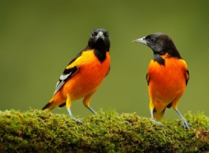 Jsou Orioles skvělými mazlíčky? Co potřebujete vědět!