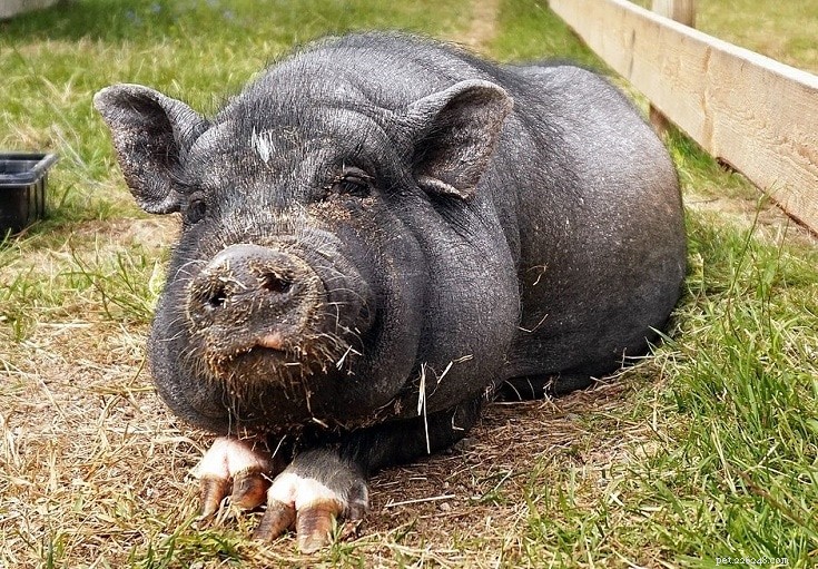 Vad äter grisar i det vilda och som husdjur?