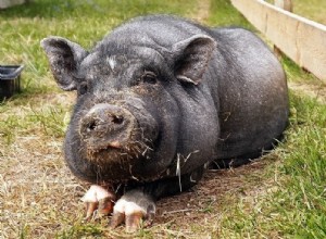돼지는 야생에서 애완동물로 무엇을 먹나요?