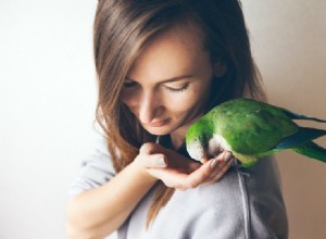 Comment créer un lien avec votre oiseau de compagnie (5 méthodes éprouvées)
