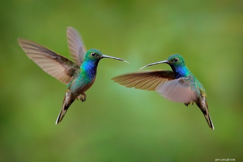 Zijn kolibries geweldige huisdieren? Wat u moet weten!