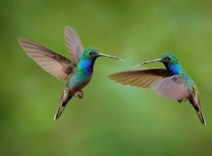 Jsou z kolibříků skvělí mazlíčci? Co potřebujete vědět!