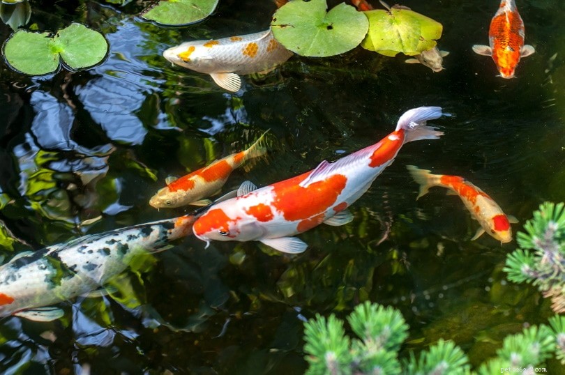 Raisons pour lesquelles les poissons koi sautent hors de l eau et comment l arrêter