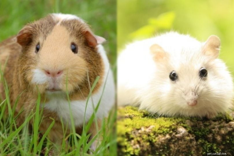 Kunnen hamsters en cavia s samenleven? Is het raadzaam?
