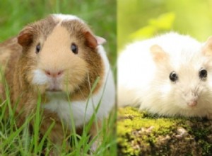 Les hamsters et les cochons d Inde peuvent-ils vivre ensemble ? Est-ce conseillé ?
