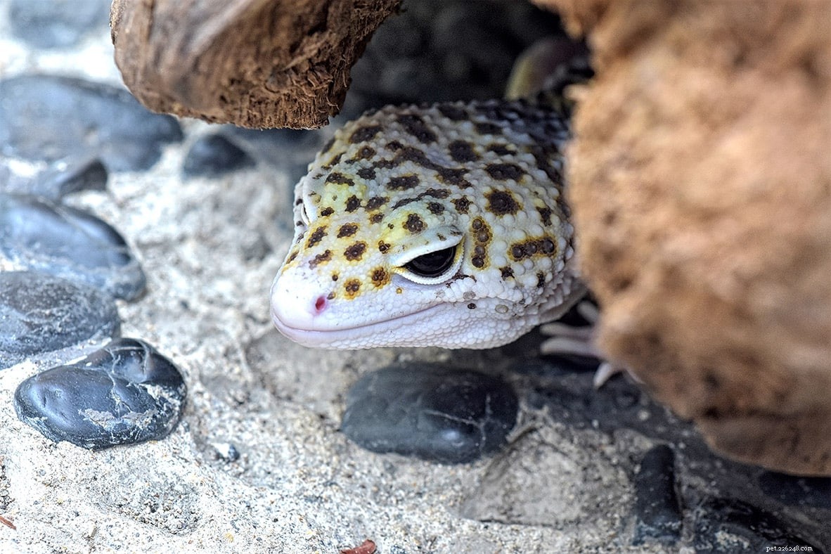 Jak vytvořit vlhký úkryt pro gekony leopardí