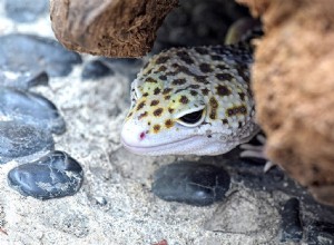 Hur man gör en fuktig hud för leopardgeckos