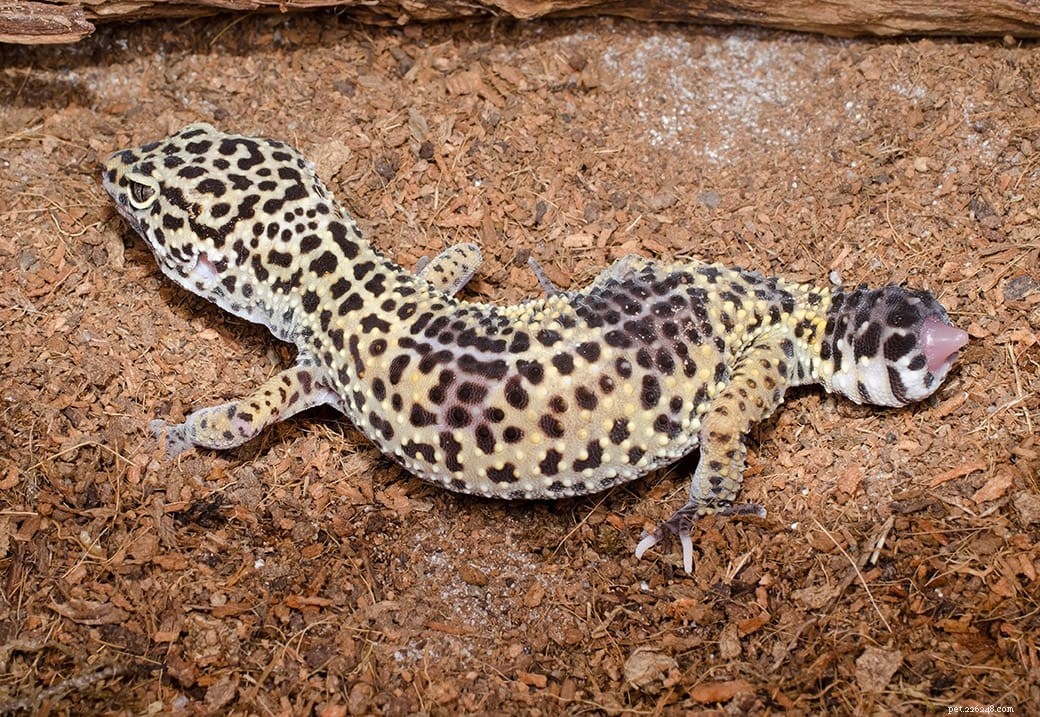 Vad du ska göra om din leopardgecko tappar svansen