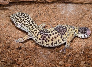 Vad du ska göra om din leopardgecko tappar svansen