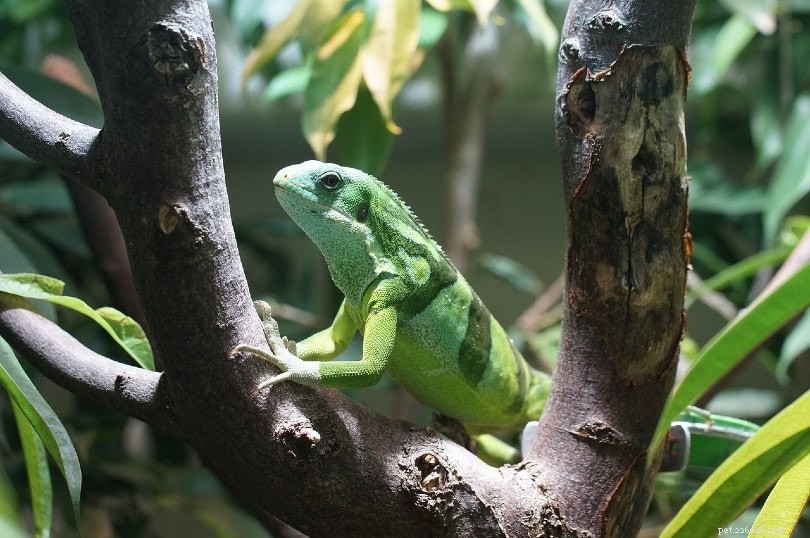10 tipos de iguanas:uma visão geral