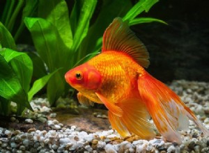 Har guldfiskar verkligen korta minnen? Svaret kan överraska dig!