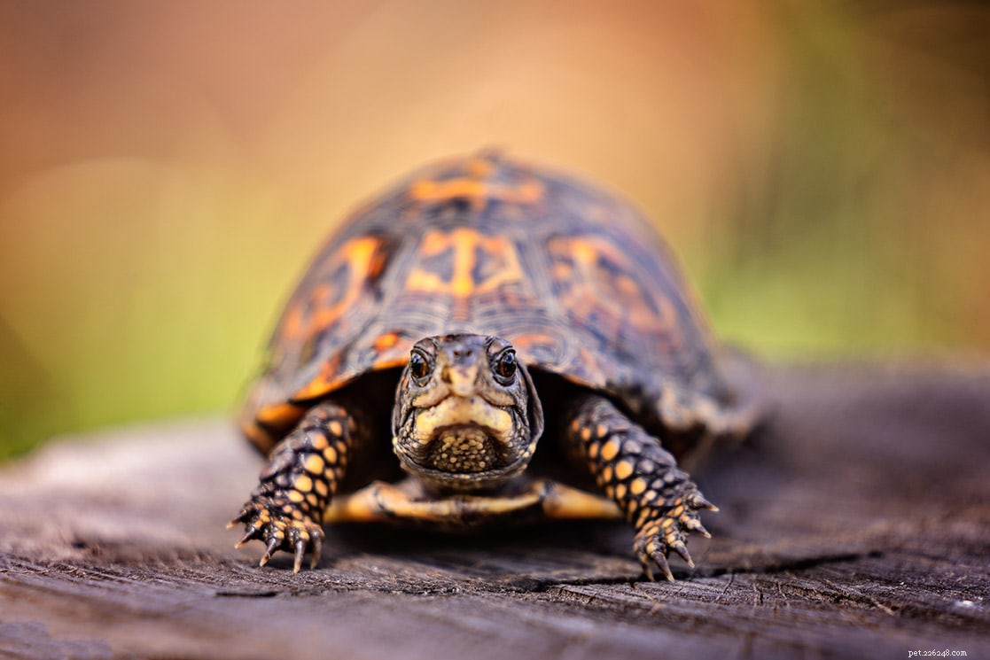 Hoe zorg je voor een doosschildpad (verzorgingsblad en gids 2022)