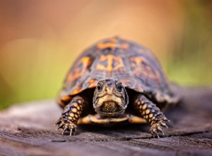 Hur man tar hand om en lådsköldpadda (vårdblad och guide 2022)