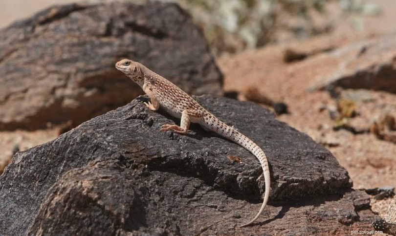 Desert Iguanas:Care Sheet, Lifespan &More (With Pictures)