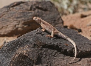 Desert Iguanas:Care Sheet, Lifespan &More (With Pictures)