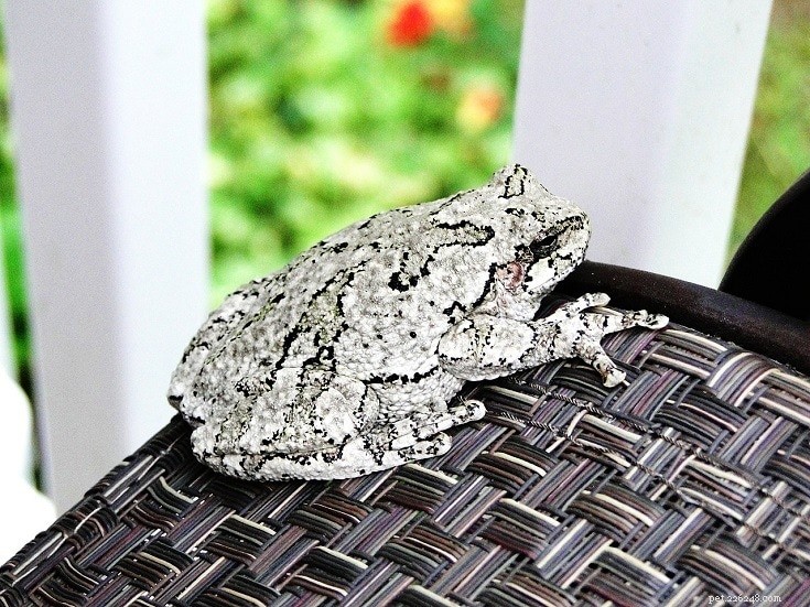 회색 나무 개구리:케어 시트, 수명 등(사진 포함)