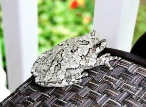 ハイイロアマガエル：ケアシート、寿命など（写真付き） 