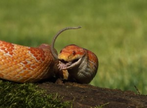 コーンスネーク給餌チャート：スケジュール、ヒント、食事 