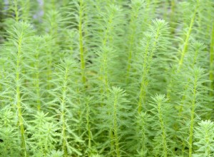 Volledige verzorgingsgids voor het planten en kweken van groene vossenstaart in uw aquarium