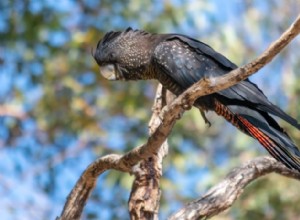Rödsvansad svart kakadua