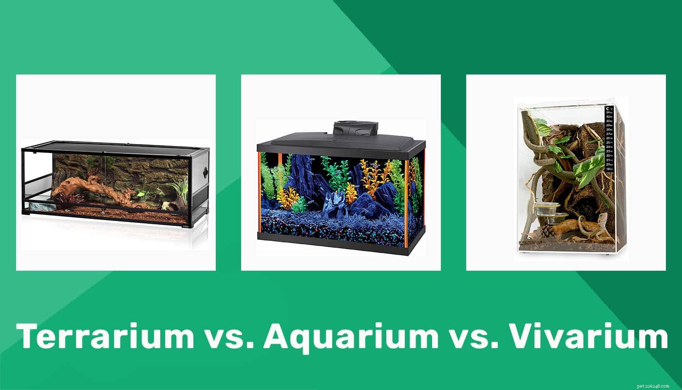 Terárium vs. akvárium vs. vivárium:rozdíly vysvětleny
