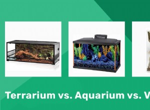 Terrarium vs. aquarium vs. Vivarium:de verschillen uitgelegd