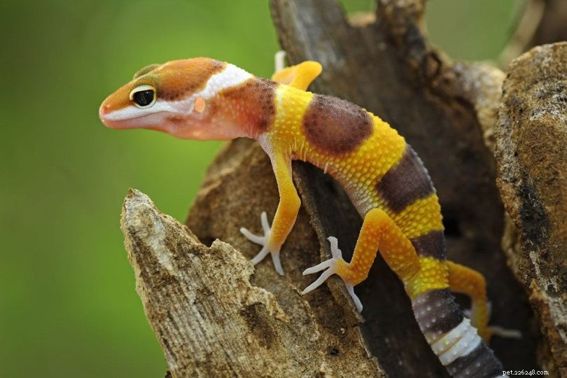 Pouvez-vous assembler deux geckos léopard ?