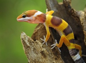 Pouvez-vous assembler deux geckos léopard ?